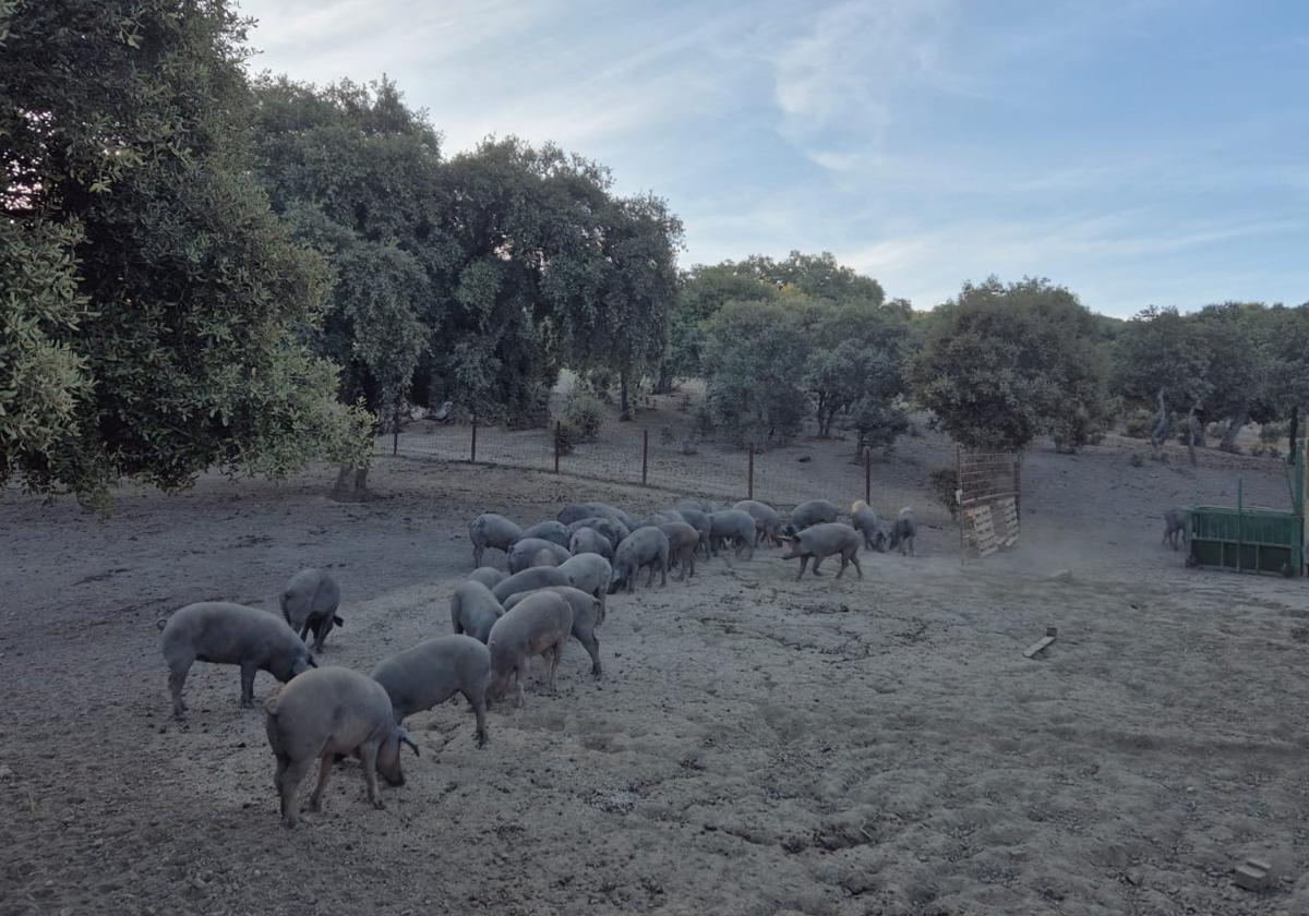 Cerdos preparados para entrar en la próxima montanera en Ituero de Azaba, Salamanca.