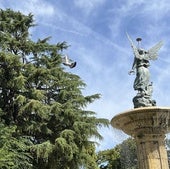 El árbol de Valladolid que vale más que un Lamborghini