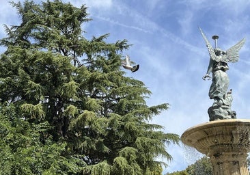 El árbol de Valladolid que vale más que un Lamborghini