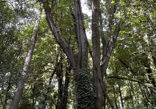 La hiedra trepa por el tronco de la encina centenaria del vergel.