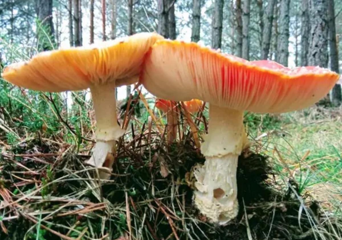 Amanita muscaria en los montes de Soria