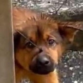 Cárcel para la pareja que abandonó un perro con bridas en el hocico en Burgos