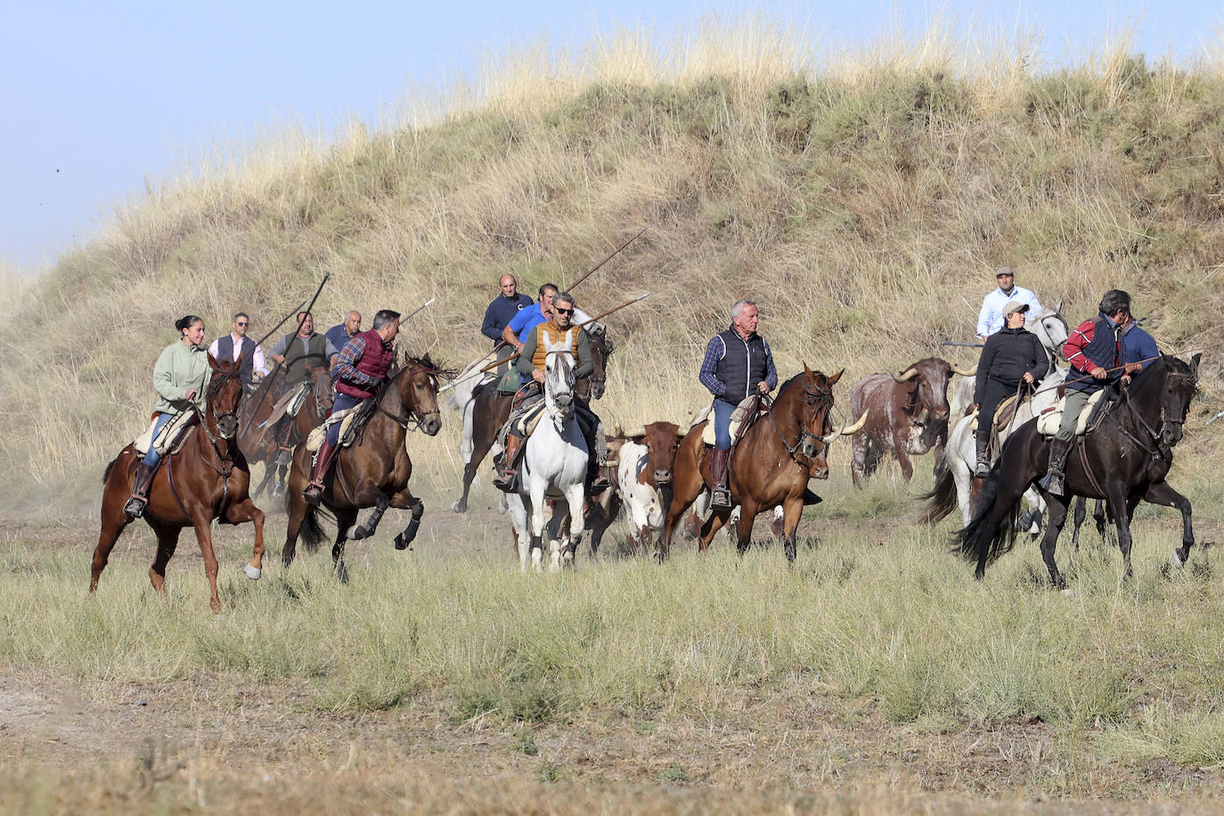 Las imágenes del encierro campero de Arrabal de Portillo