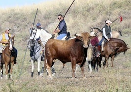 Los caballistas junto a uno de los toros del encierro de este domingo