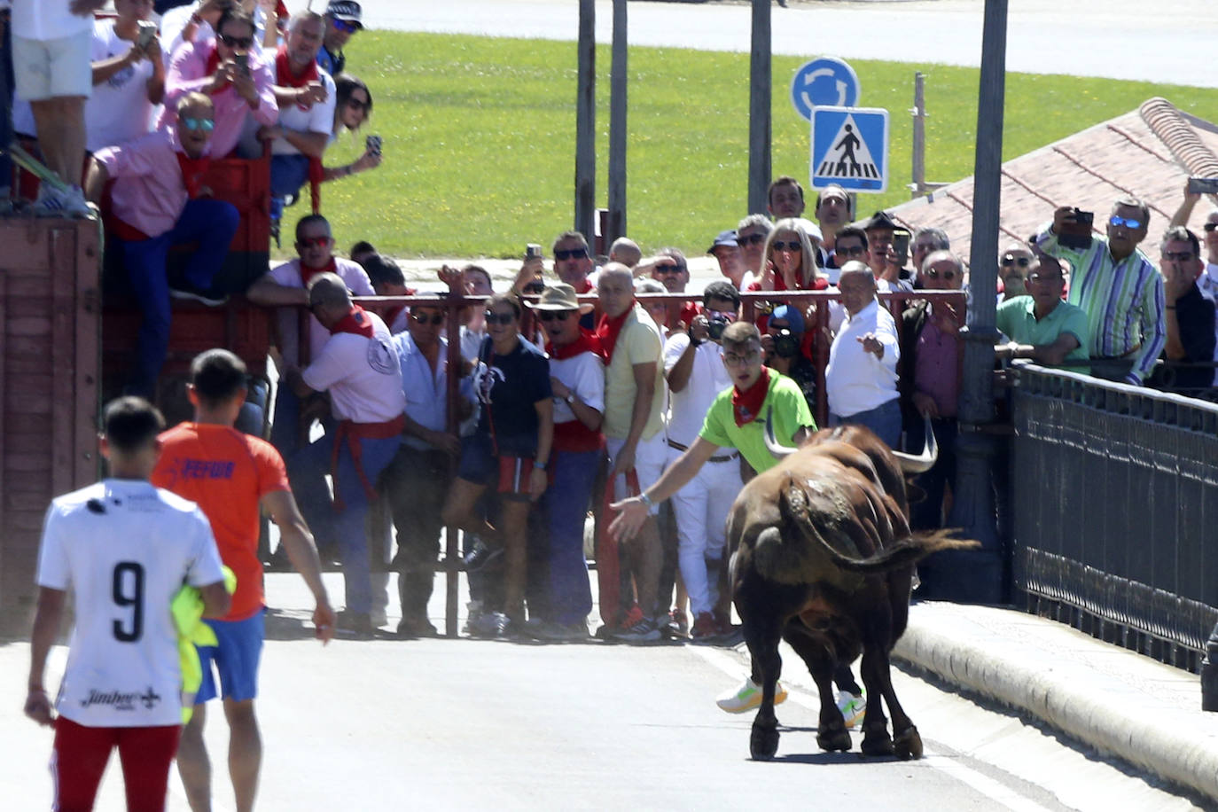 Las imágenes del toro del cajón de Tordesillas