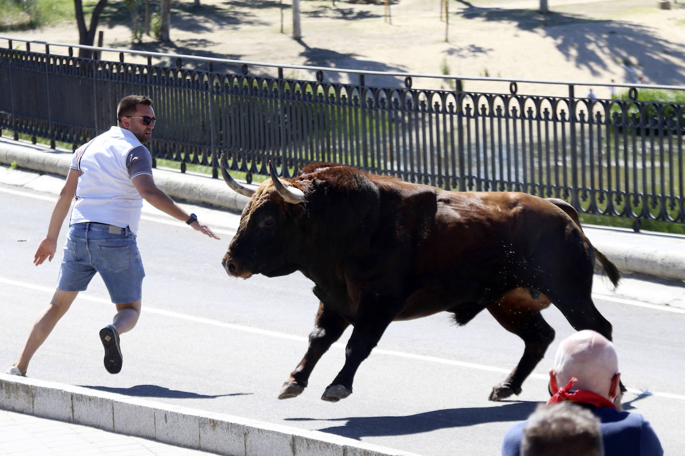 Las imágenes del toro del cajón de Tordesillas