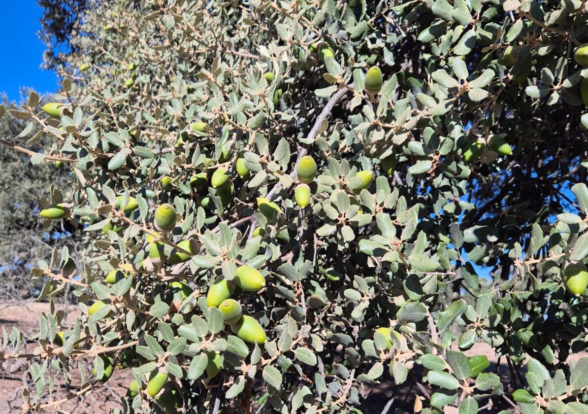 Estado actual de la bellota en una finca de Ituero de Azaba, Salamanca.