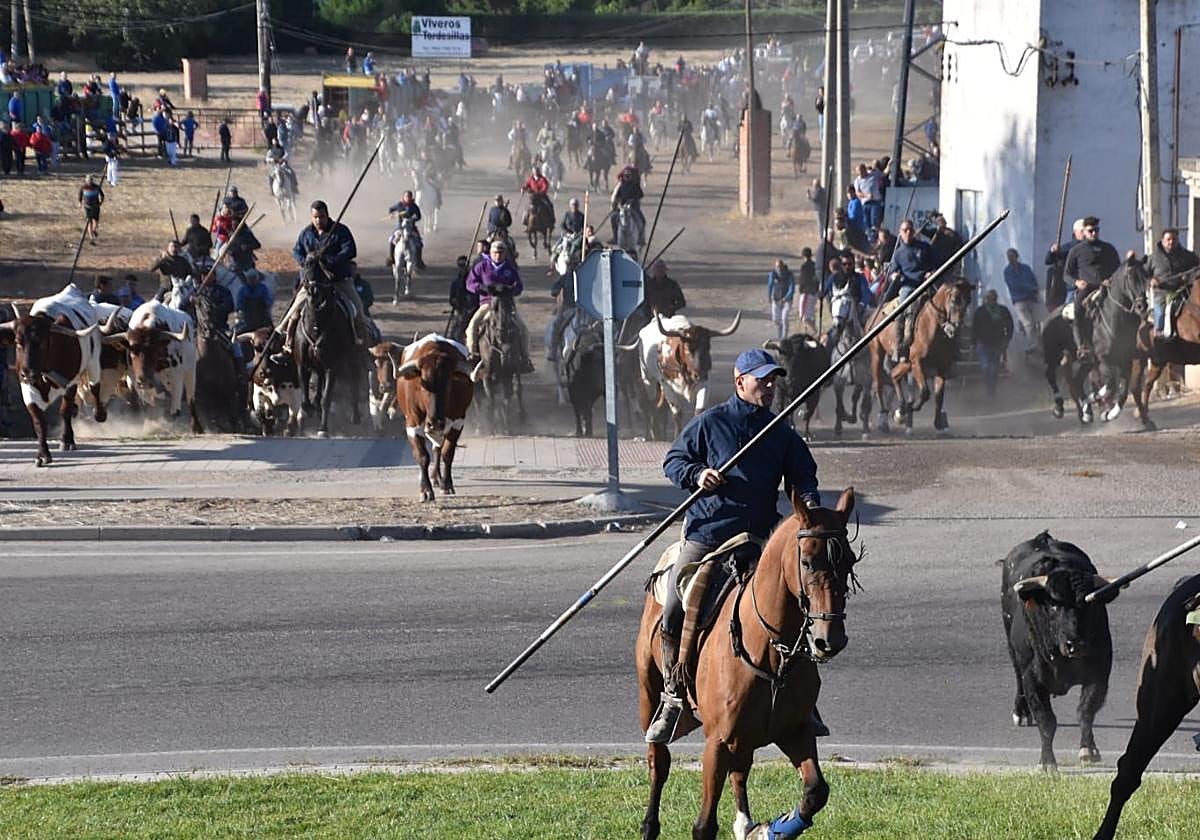 La manada enfila hacia el casco urbano guiada por decenas de caballistas, este lunes por la mañana en Tordesillas.