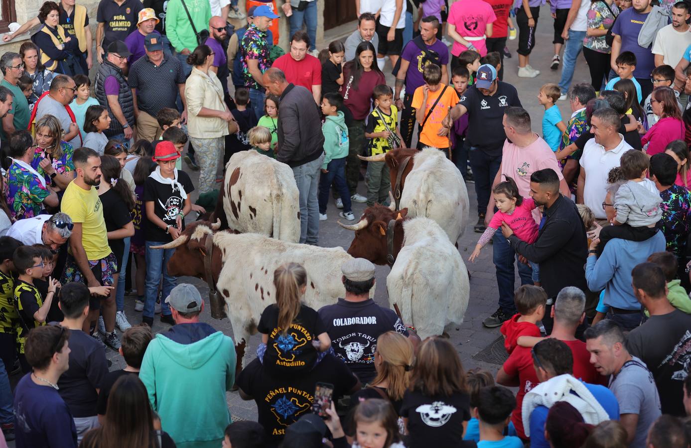 Encierro de bueyes para niños en Astudillo.