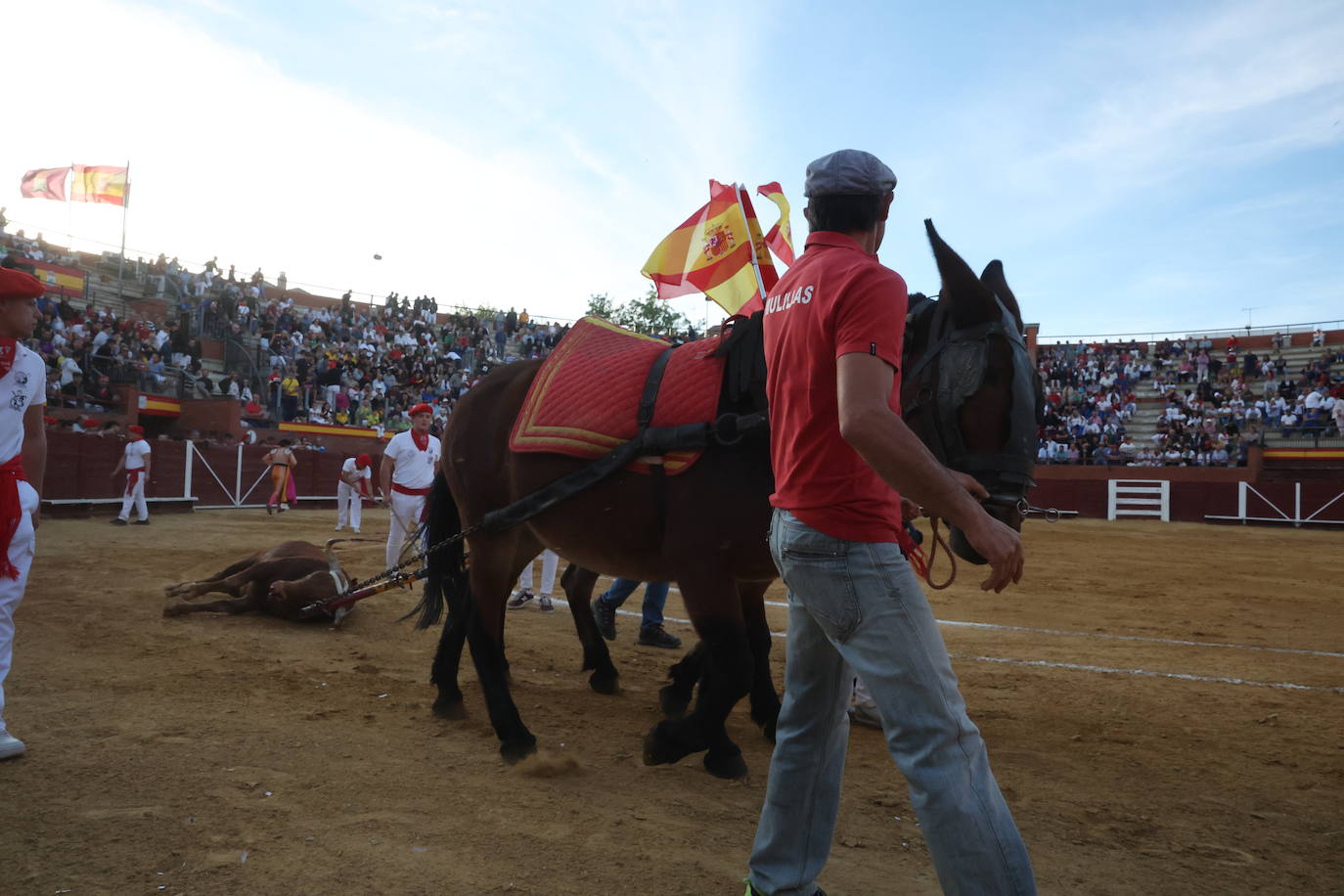 La novillada en Tordesillas, en imágenes