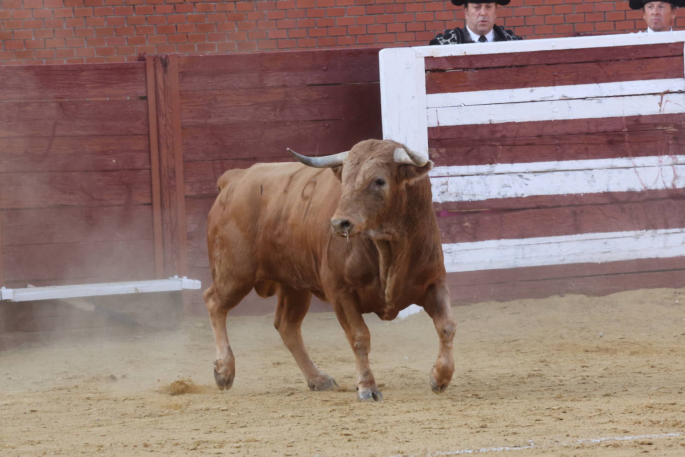 La novillada en Tordesillas, en imágenes
