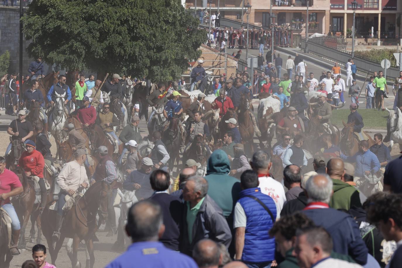 El festejo del Toro de la Vega 2024 en imágenes