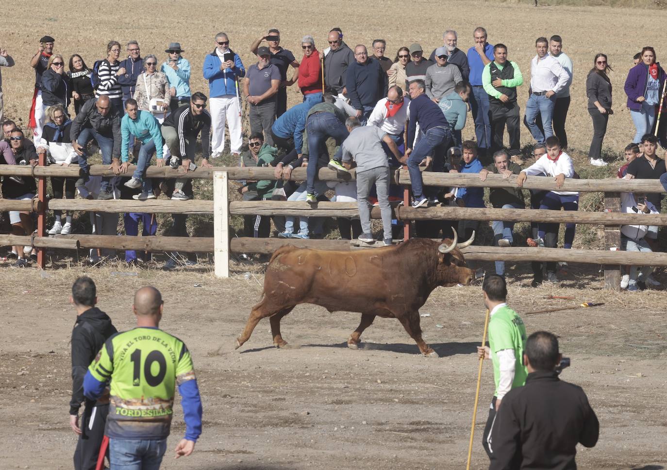 El festejo del Toro de la Vega 2024 en imágenes