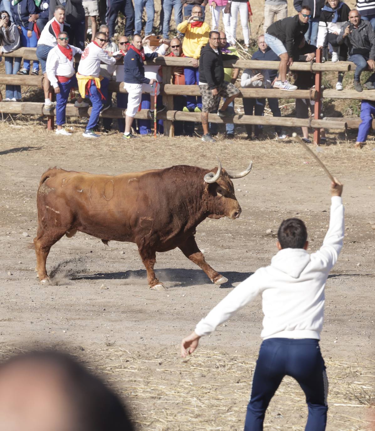 El festejo del Toro de la Vega 2024 en imágenes