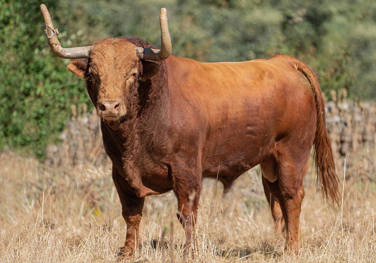 Portillo, Toro de la Vega de este año.