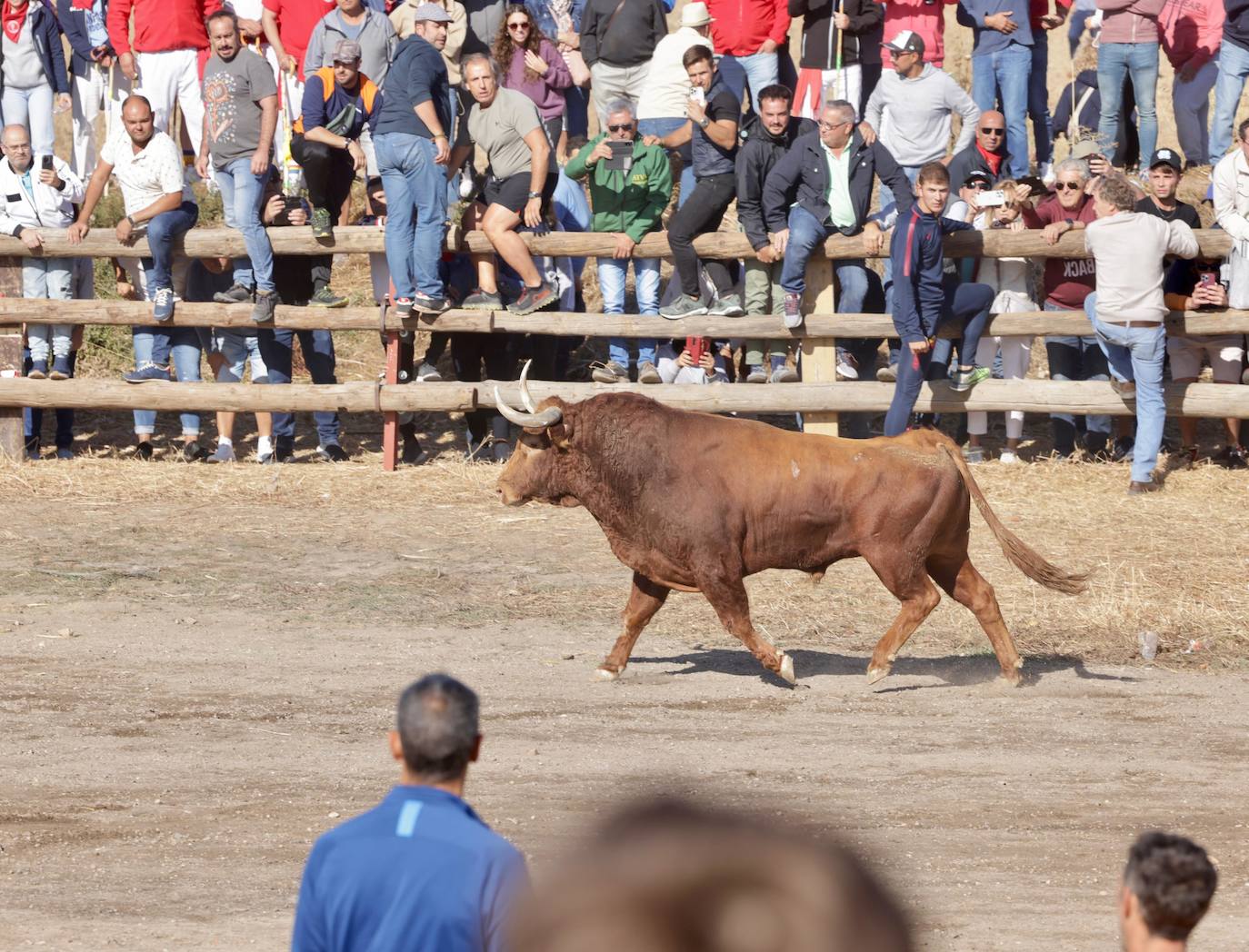 El festejo del Toro de la Vega 2024 en imágenes