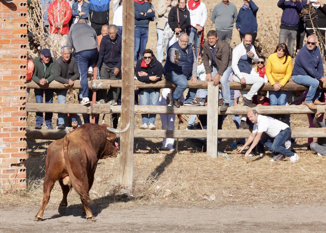 El festejo del Toro de la Vega 2024 en imágenes