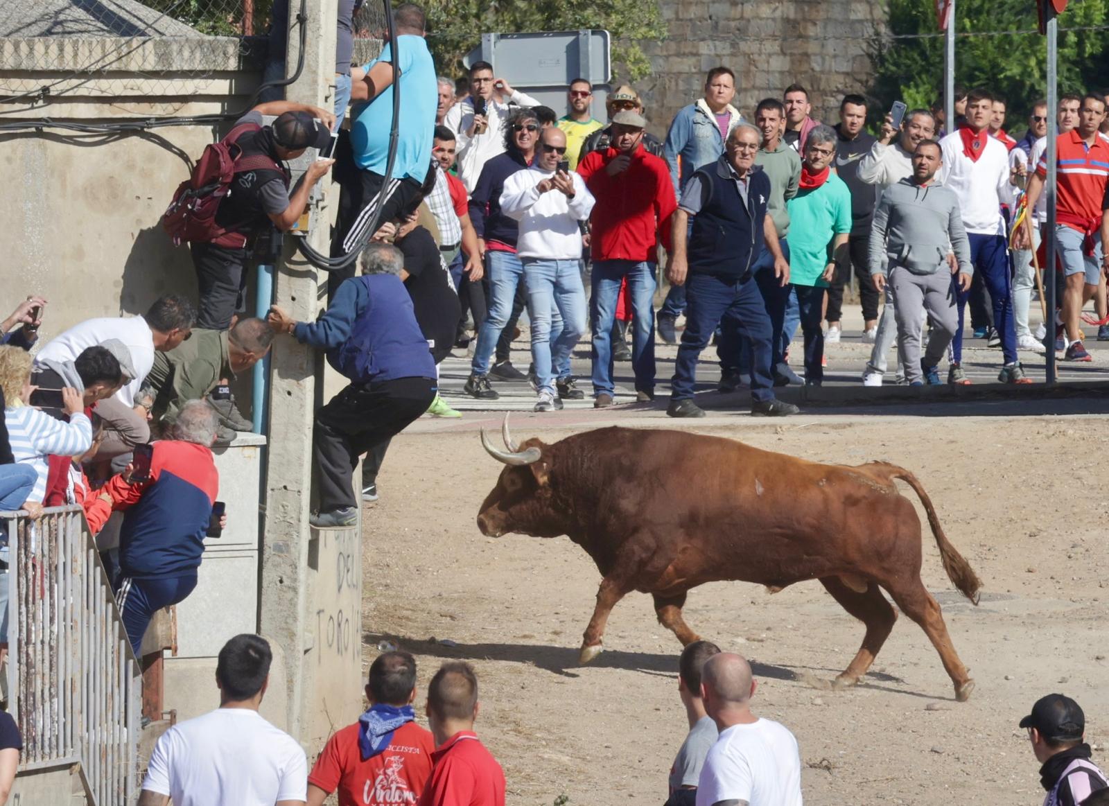 El festejo del Toro de la Vega 2024 en imágenes