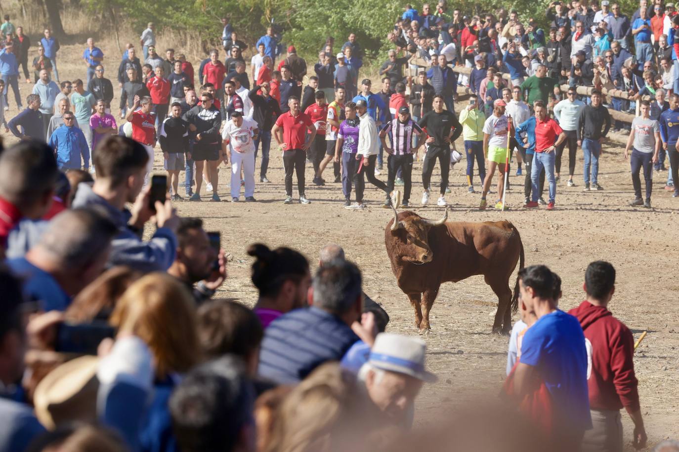 El festejo del Toro de la Vega 2024 en imágenes