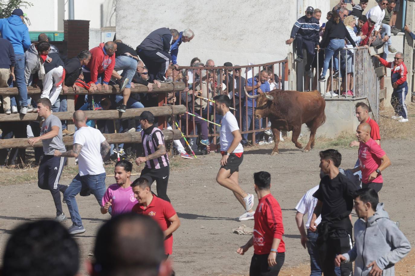 El festejo del Toro de la Vega 2024 en imágenes