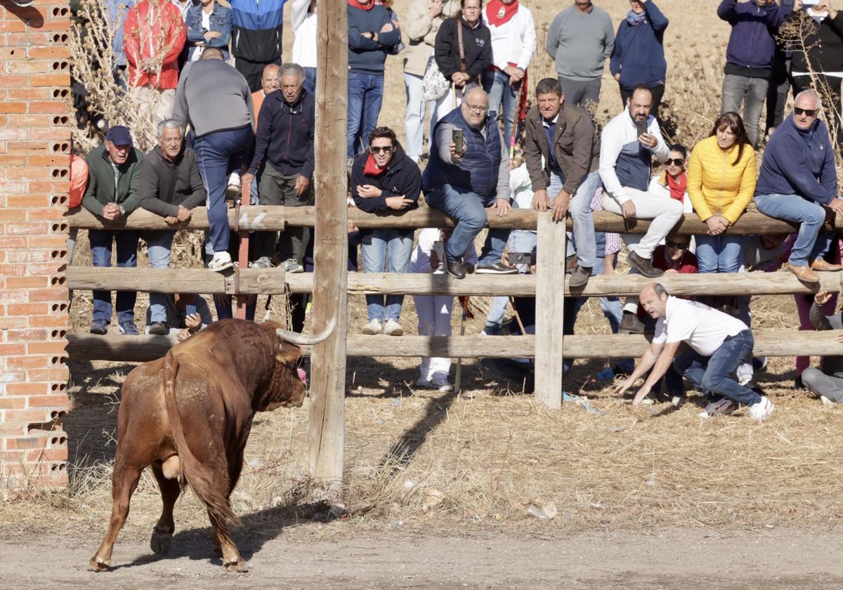 El Toro de la Vega, celebrado este martes en Tordesillas, dejó dos aficionados heridos.