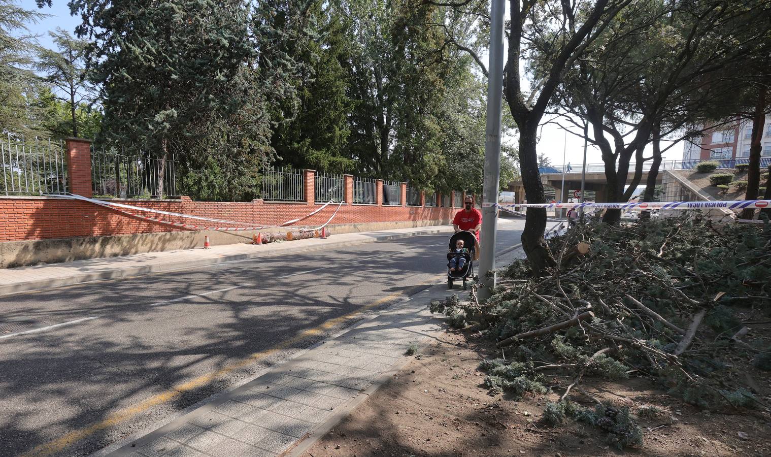 La Huerta de Guadián, tras el desplome de un ciprés