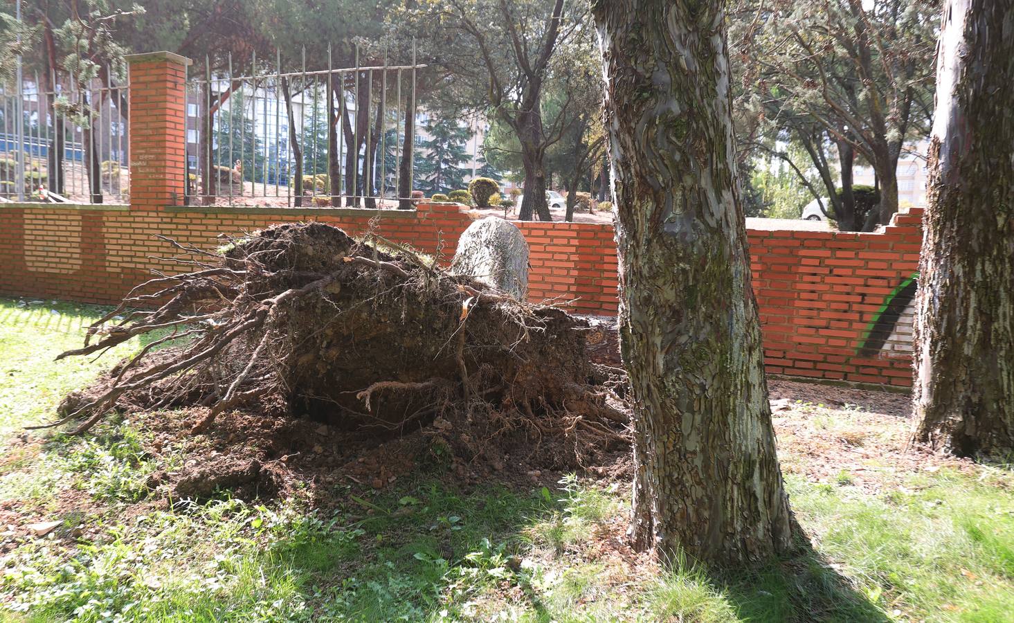 La Huerta de Guadián, tras el desplome de un ciprés