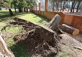 Raíces y parte inferior del árbol, tras su derrumbe en la Huerta de Guadián.
