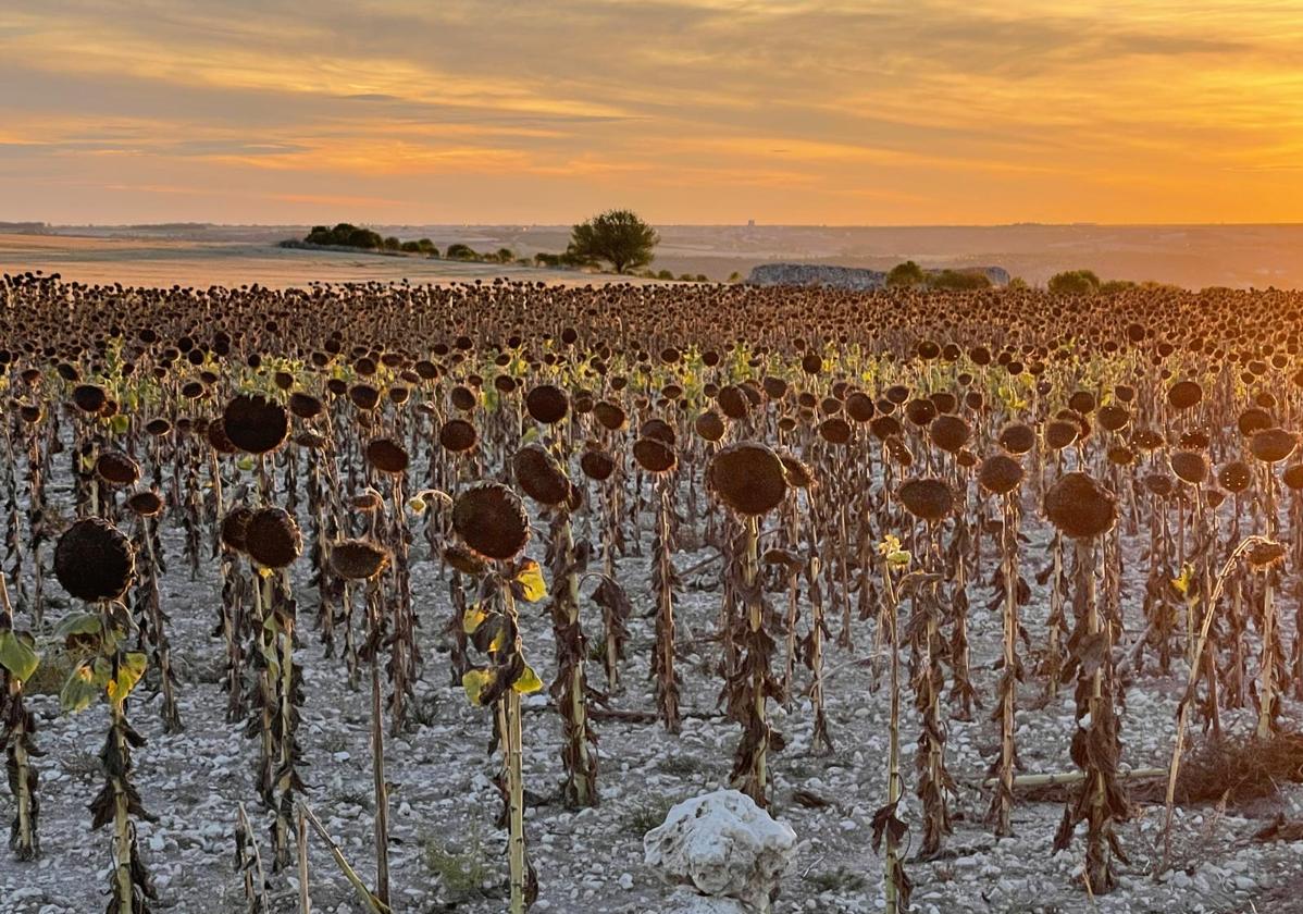 Girasol, esta semana, en el término de Rábano.