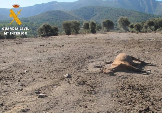 Uno de los animales abandonados, fallecidos por desnutrición.