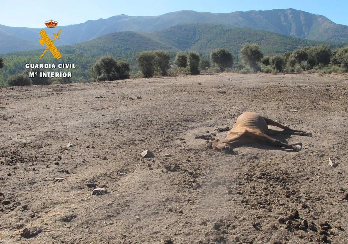 Investigada una finca en Salamanca tras encontrar caballos muertos por desnutrición