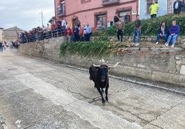 Aficionados presencian la carrera de la vaca enmaromada