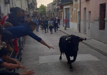 Cigales reúne a miles de personas en torno al Toro del Clarete