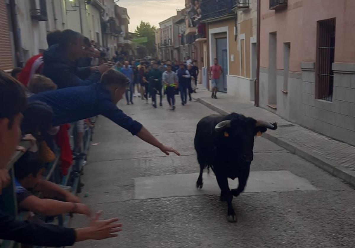 El Toro del Clarete en las calles de Cigales este domingo.