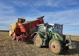 Un remolque de cebollas preparado para descargar en una parcela de La Moraña.