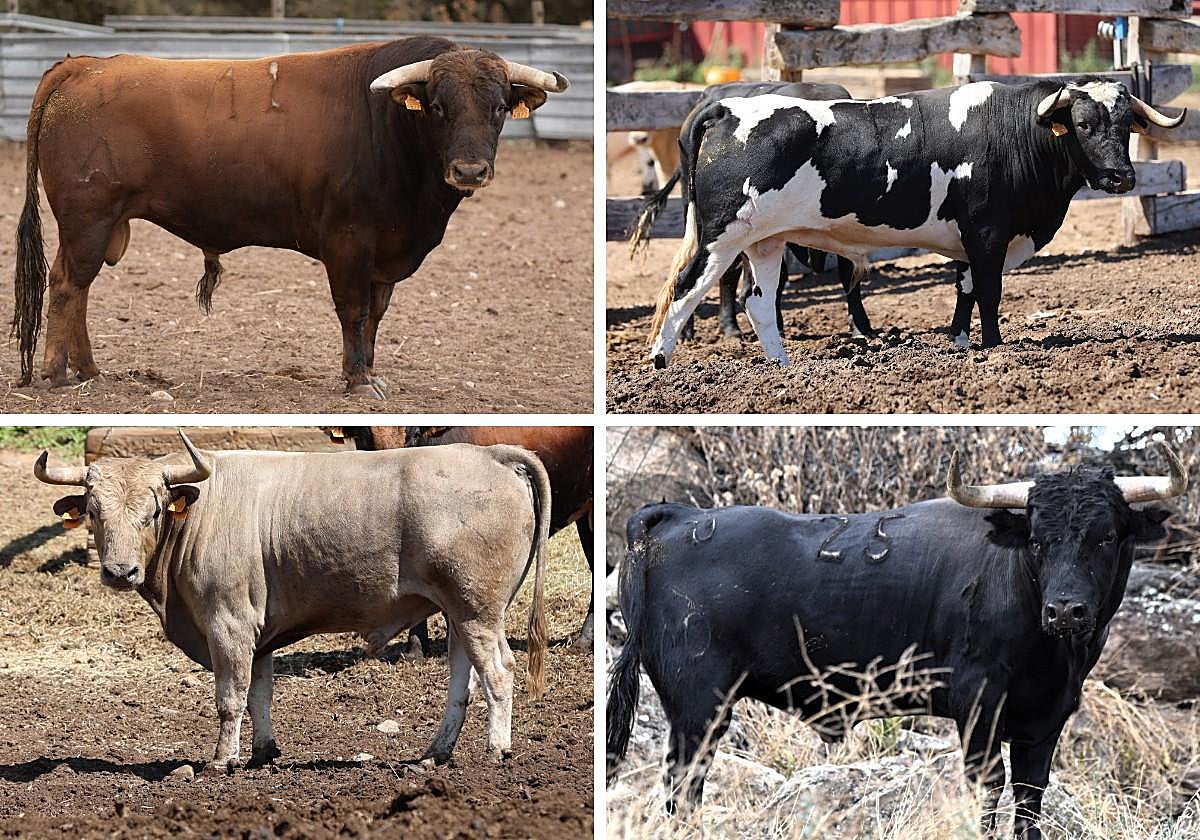 Corintio (Sánchez Urbina), Bienmesabe (Francisco Galache), Canario (Oliveira) y Airoso (Montealto).