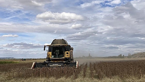 El girasol cotiza un 7% más que hace un año