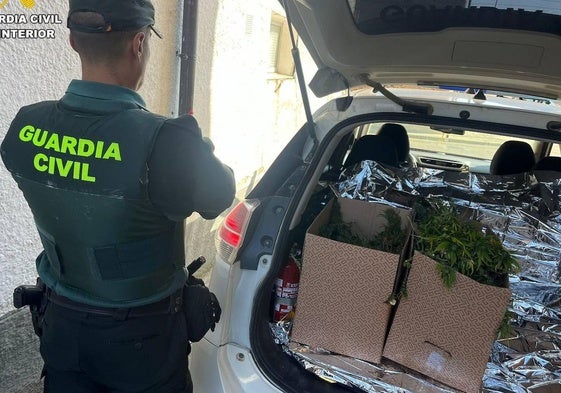 La Guardia Civil, con algunas plantas incautadas.