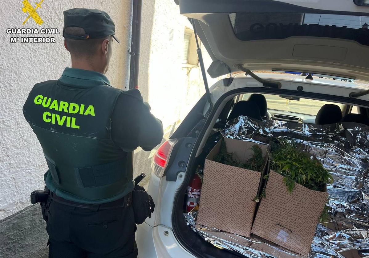 La Guardia Civil, con algunas plantas incautadas.