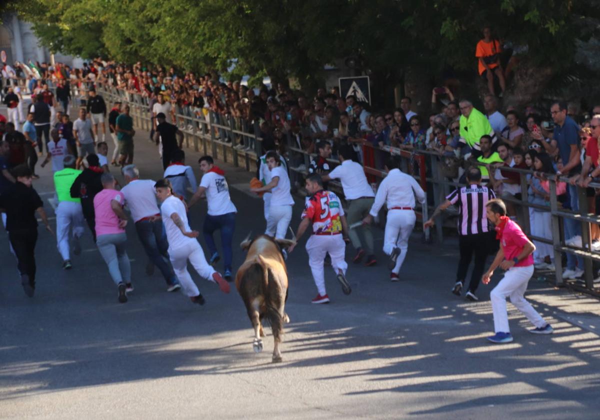 Encierros en Cuéllar.