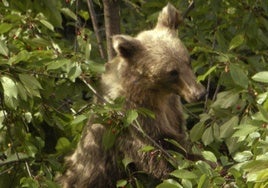 Ejemplar de oso pardo.