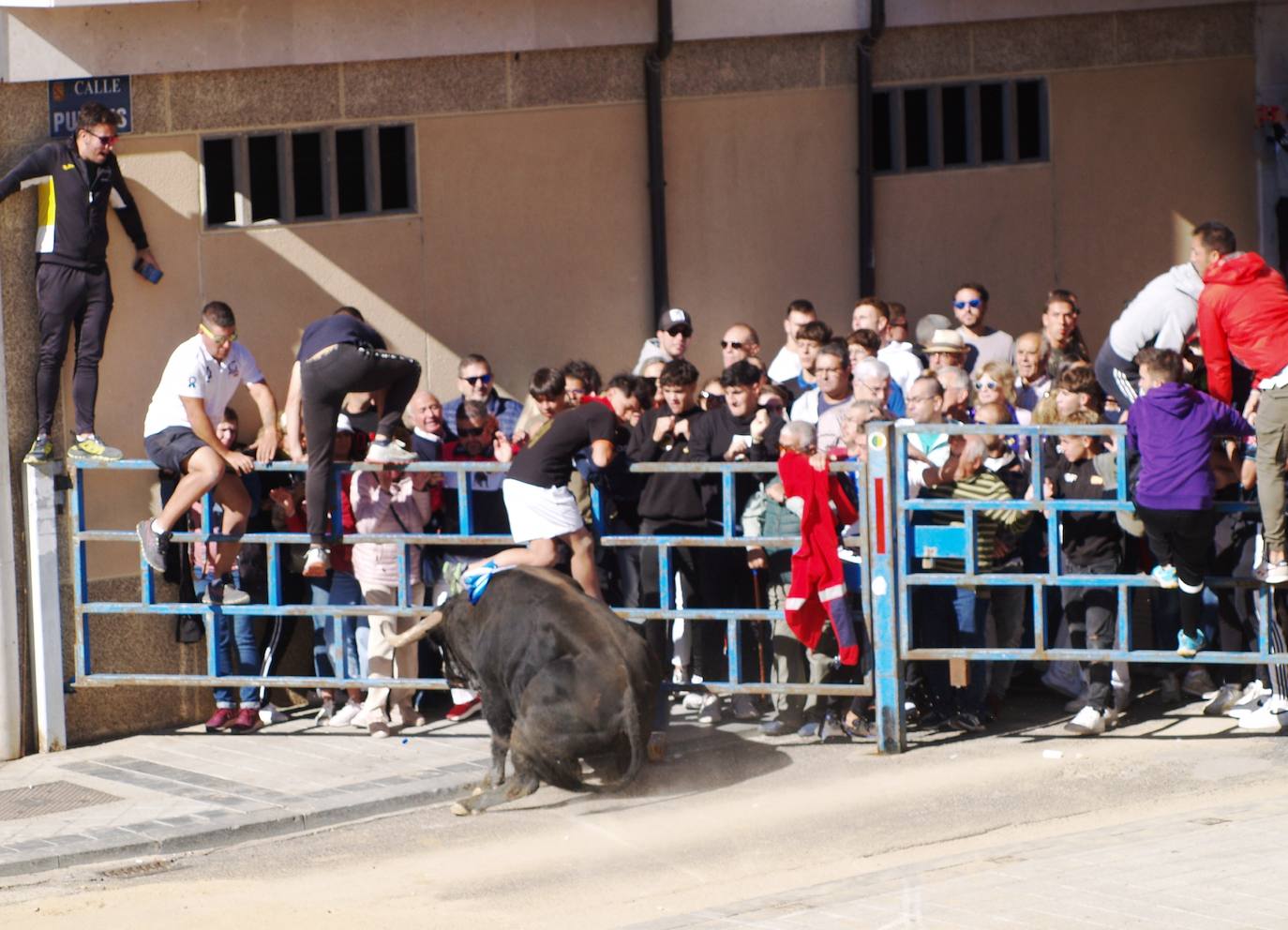 La Asociación Raíz Taurina de Íscar conmemora su aniversario con la suelta de dos toros