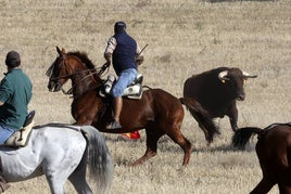 Uno de los cuatro novillos participantes en el último encierro, durante la suelta.