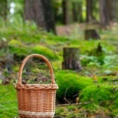 Burgos supera la media de 1,5 kilos de boletus por hectárea este septiembre