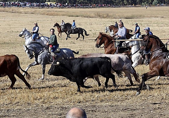 Encierro por el campo hace unos días en Olmedo.