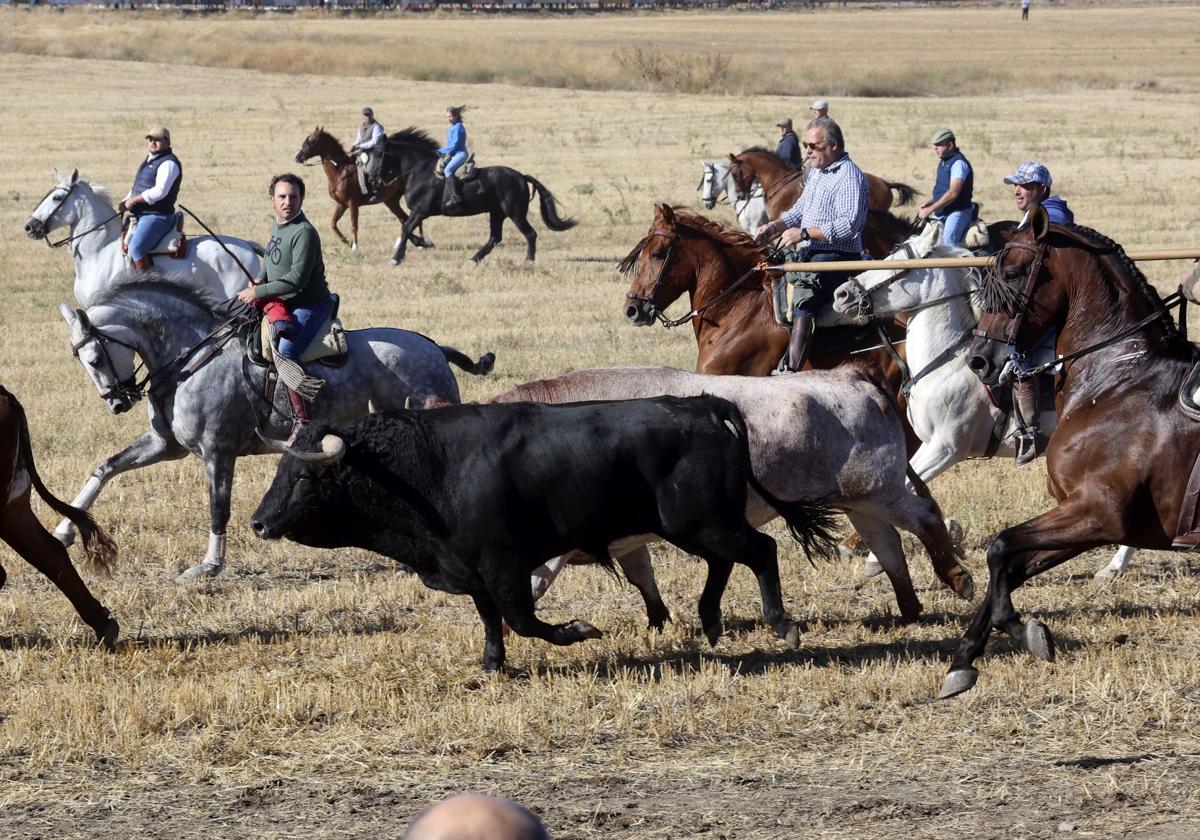 Encierro por el campo hace unos días en Olmedo.