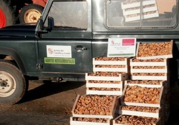 Decomisados 192 kilos de níscalos en Soria durante el fin de semana