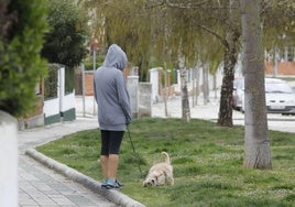 Una joven permite a su perro jugar en una zona ajardinada de Palencia, sin soltar su correa.