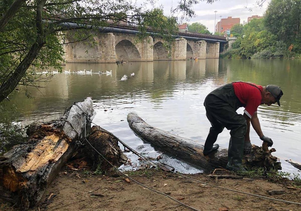 Juan Crespo, presidente de la asociación AMA el Pisuerga, retira un tronco del río.