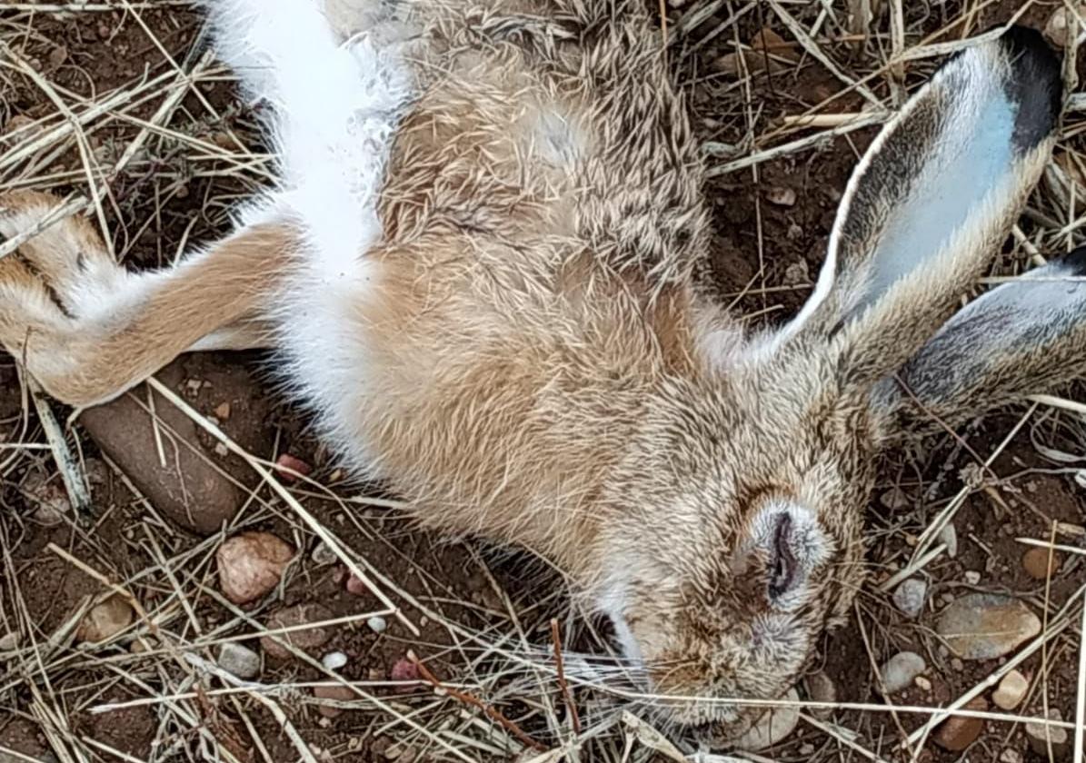 Una liebre encontrada muerta.